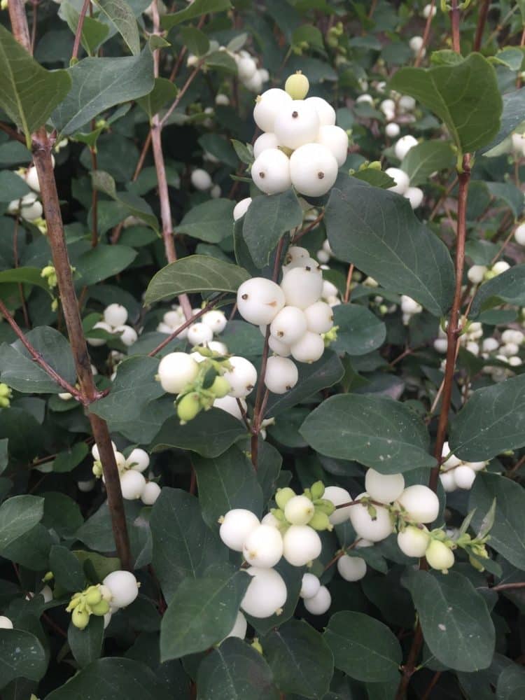 Close up of white berries on Snowberry hedge plant Symphoricarpos x doorenbosii White Hedge