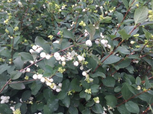 Winter interest hedge of Snowberry Symphoricarpos x doorenbosii White Hedge