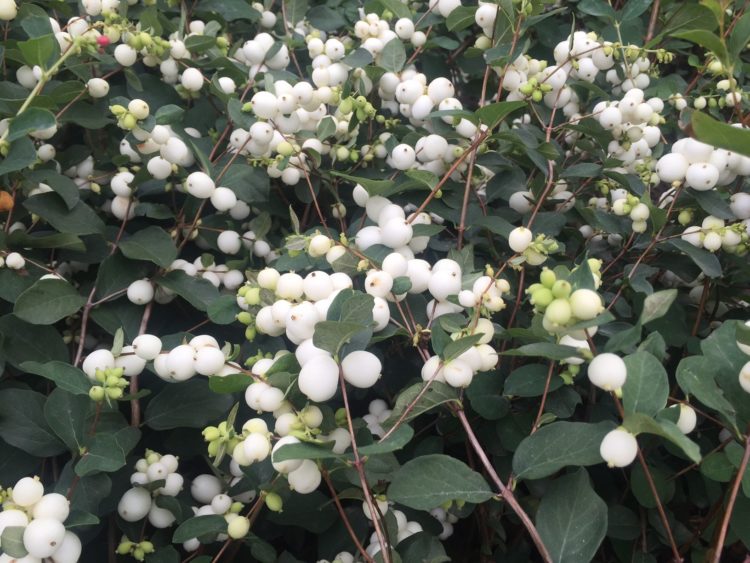 White berries on a Snowberry hedge Symphoricarpos x doorenbosii White Hedge