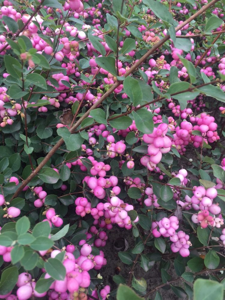 Shiny pink berries on Snowberry hedge plant Symphoricarpos x doorenbosii Mother of Pearl