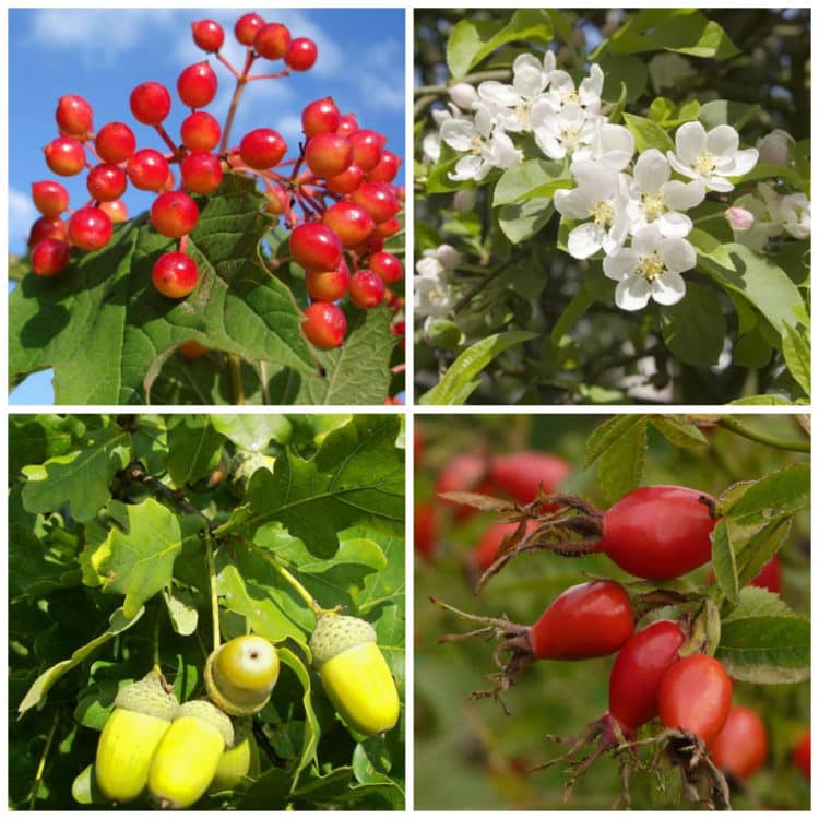 Buy Mixed Native Hedging Plants English & British Hedges Hopes