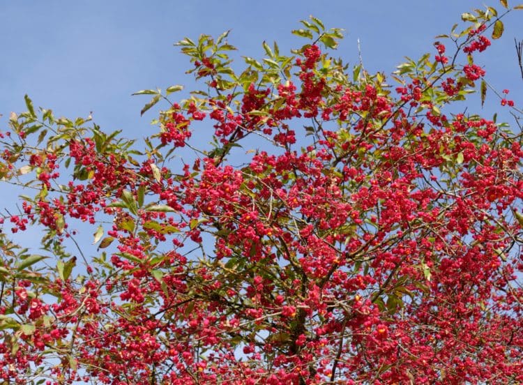 Large spindle tree with berries Euonymus europaeus