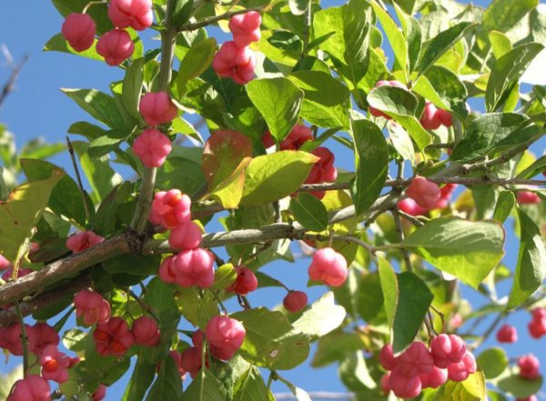 Buy Spindle Hedge Plants | Spindle Hedging | Euonymus Eurpaeus Hedges