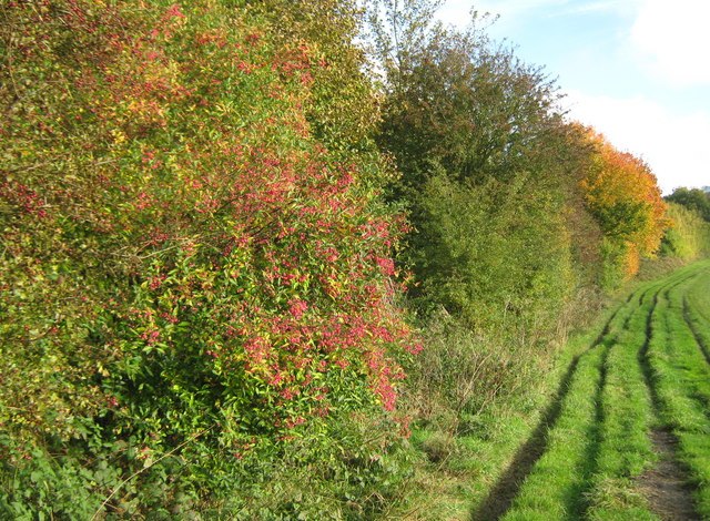 Spindle bush in a mixed country hedge Euonymus europoaeus