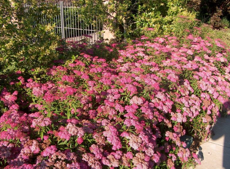 Buy Anthony Waterer Spirea Spirea Japonica Hedges Hopes Grove Nurseries