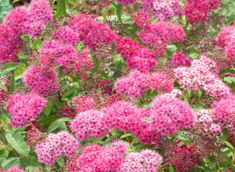 Close up of rose pink flowers on Spiraea hedge plant Spiraea japonica Anthony Waterer