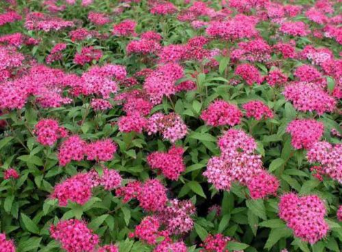 Spiraea japonica Anthony Waterer hedging plants in flower on the nursery