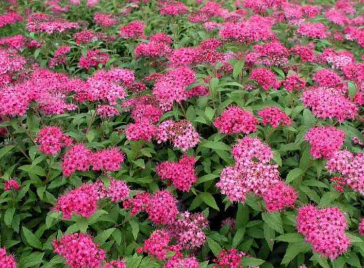 Spiraea japonica Anthony Waterer hedging plants in flower on the nursery