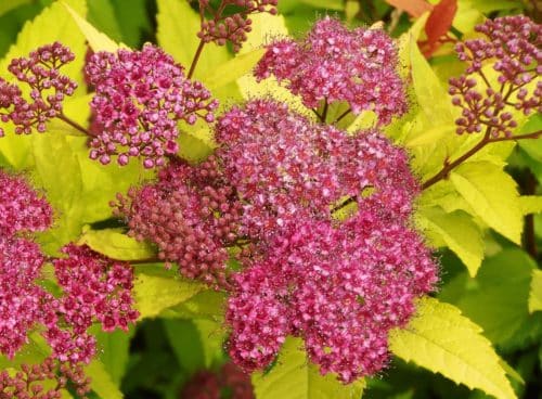 Buy Spiraea Japonica Goldflame Spirea Goldflame Hedging Plants Hopes Grove Buy Spiraea Japonica Goldflame Spirea Goldflame Hedging Plants Hopes Grove