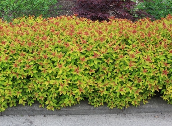Buy Spiraea Japonica Goldflame Spirea Goldflame Hedging Plants Hopes Grove Buy Spiraea Japonica Goldflame Spirea Goldflame Hedging Plants Hopes Grove