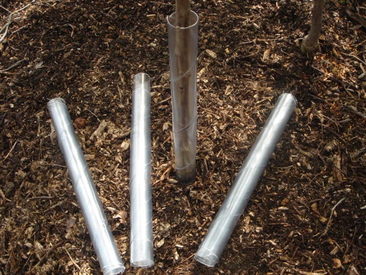 45cm x 50mm Spiral Tree Guards Shelter Canes Rabbit Hedge Saplings Fence 15 X 