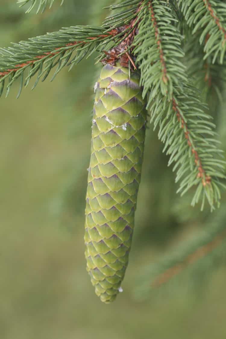 planting norway spruce bare root planting norway spruce bare root