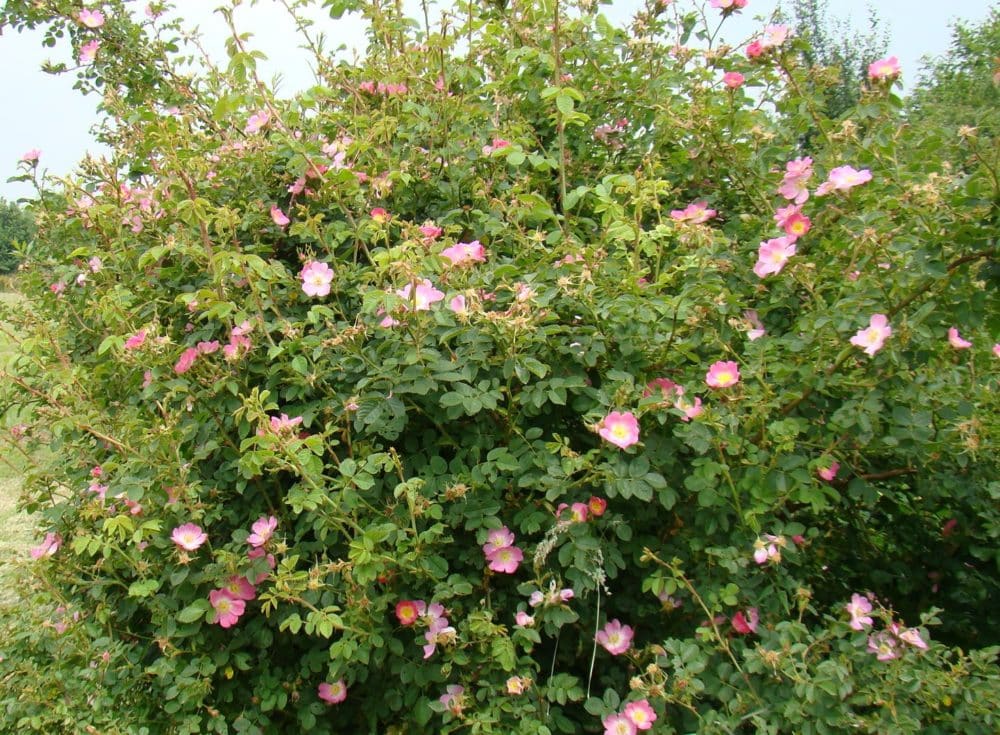 Buy Rosa Rubiginosa (Rose Sweet Briar) Hedges &amp; Hedging