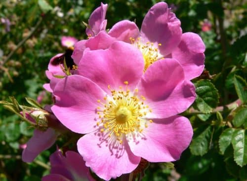 Close up of pink flowers of Sweet Briar rose in a country hedge Roas rubiginosa