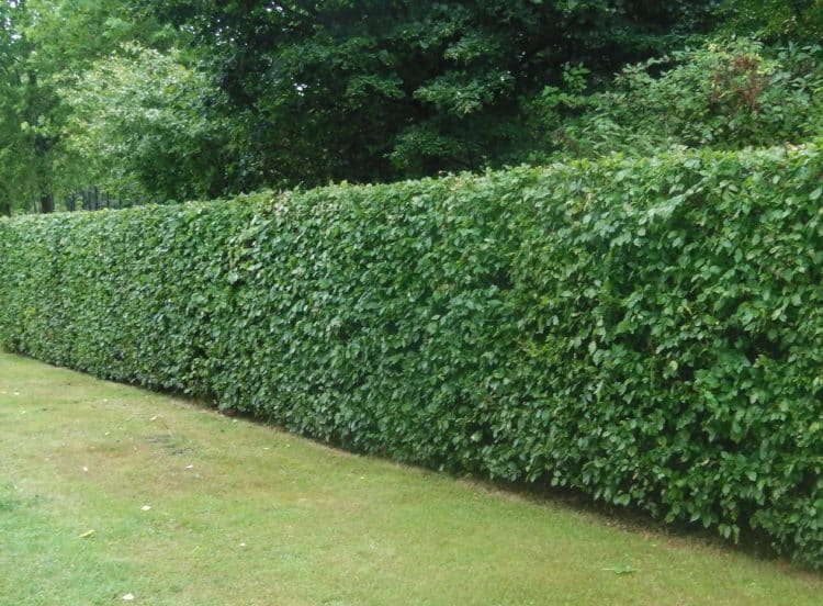 Tall hedge of Hornbeam Carpinus betulus