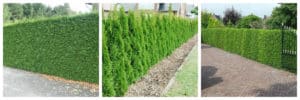 Rootballed Thuja hedging plants