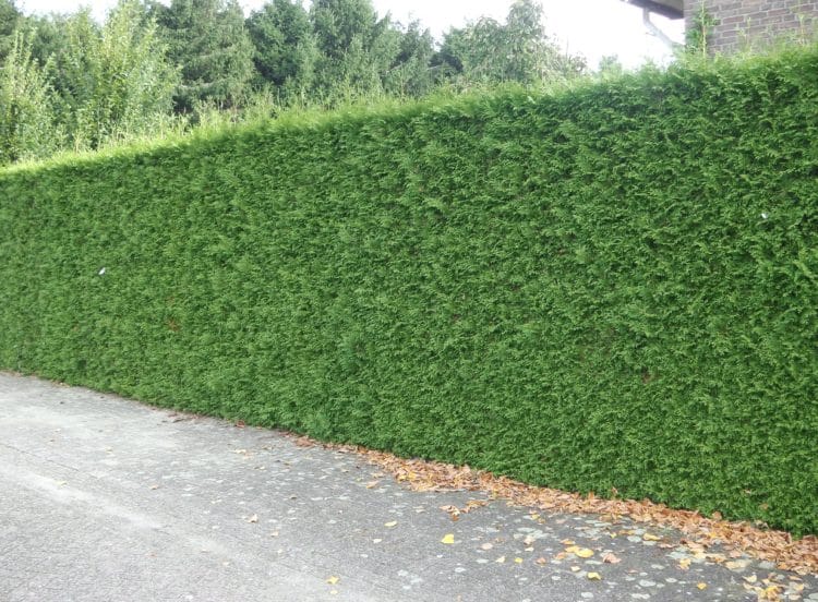 Tall boundary hedge of Thuja plicata Atrovirens