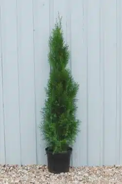 Thuja Smaragd Potted Hedging 100-120cm 42-48in
