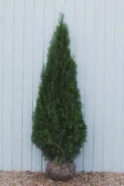Thuja Smaragd Rootball Hedging 150-175cm 60-72in