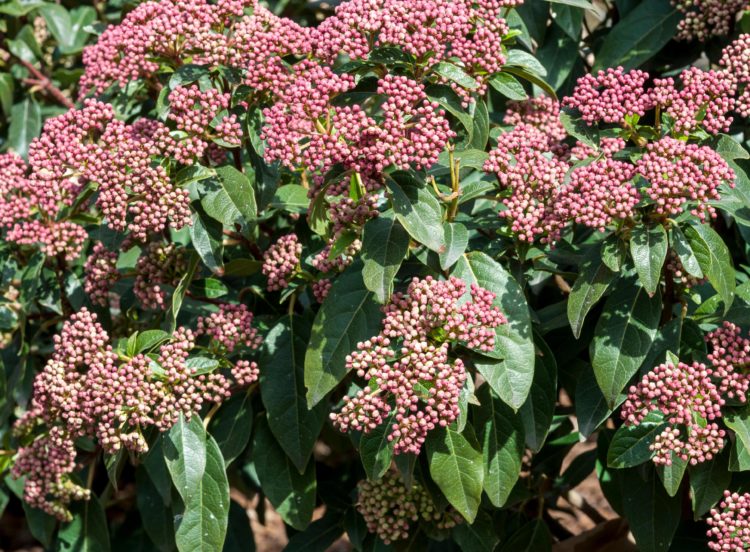 Viburnum Tinus Eve Hedging Plants