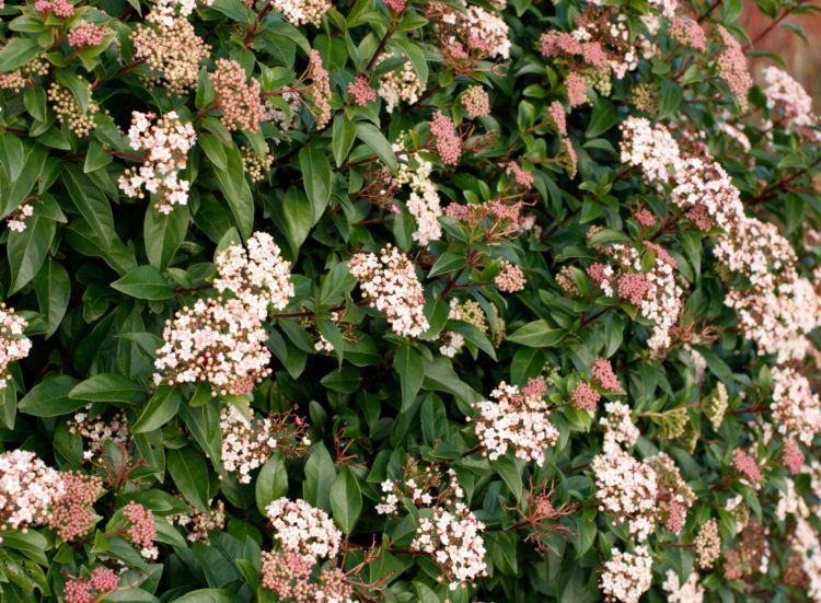 Viburnum Hedging Plants Viburnum Tinus & More