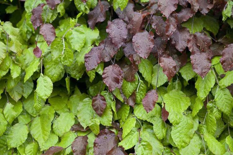 Hedge of mixed green and purple beech in summer Fagus sylvatica and Fagus sylvatica purpurea