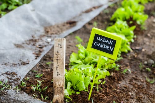 Urban Garden Small Plants in Soil