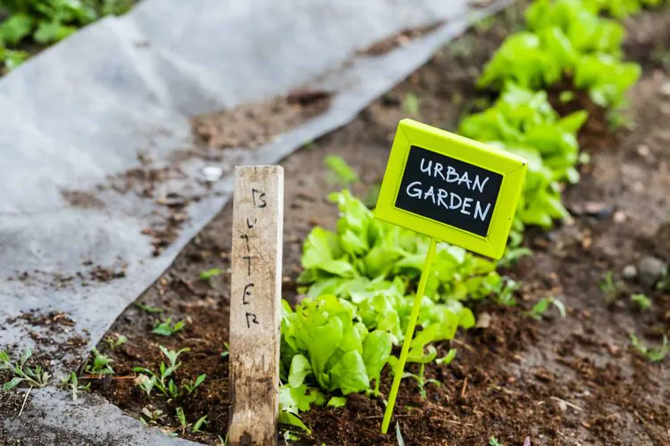 Urban Garden Small Plants in Soil