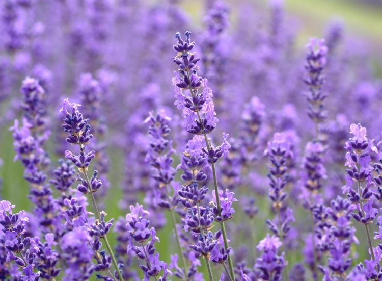 Lavender: A Fragrant and Versatile Plant