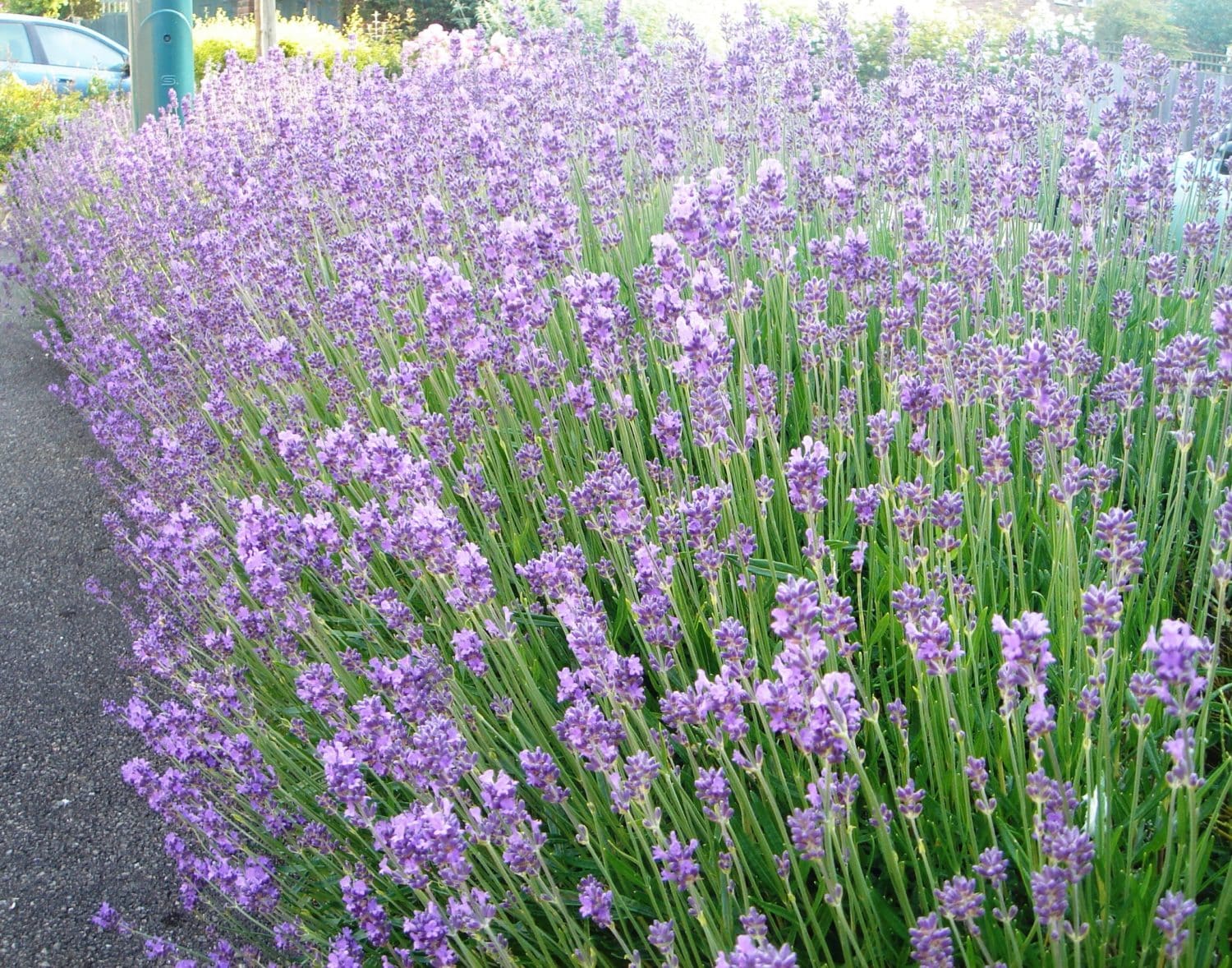 Buy English Lavender Hedge Plants (Lavender Vera) Hopes Grove Nurseries