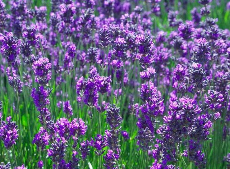 Buy English Lavender Hedge Plants (Lavender Vera) Hopes