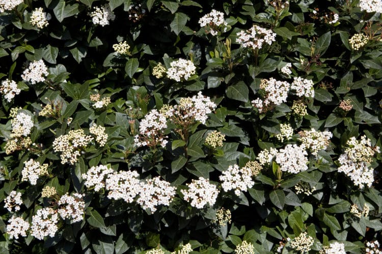 Flower detail on Viburnum tinus hedge