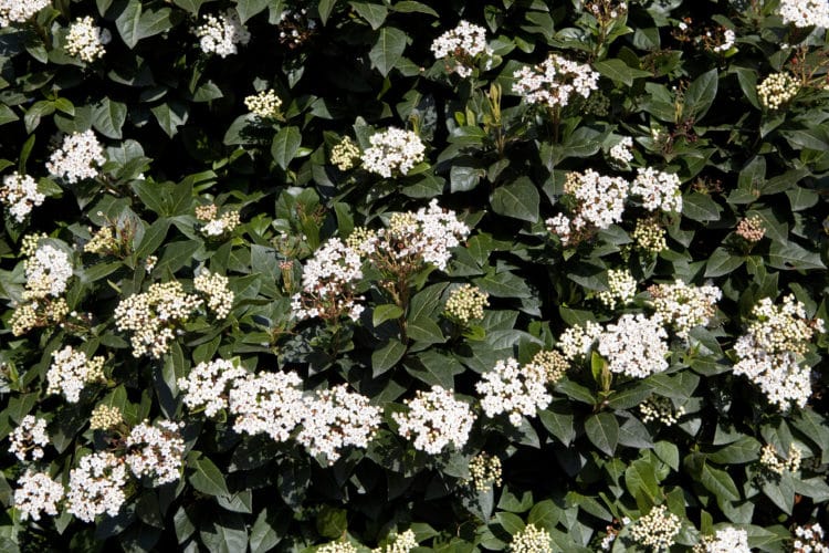 Buy Viburnum Hedges Viburnum Hedge Plants Hopes Grove Nurseries