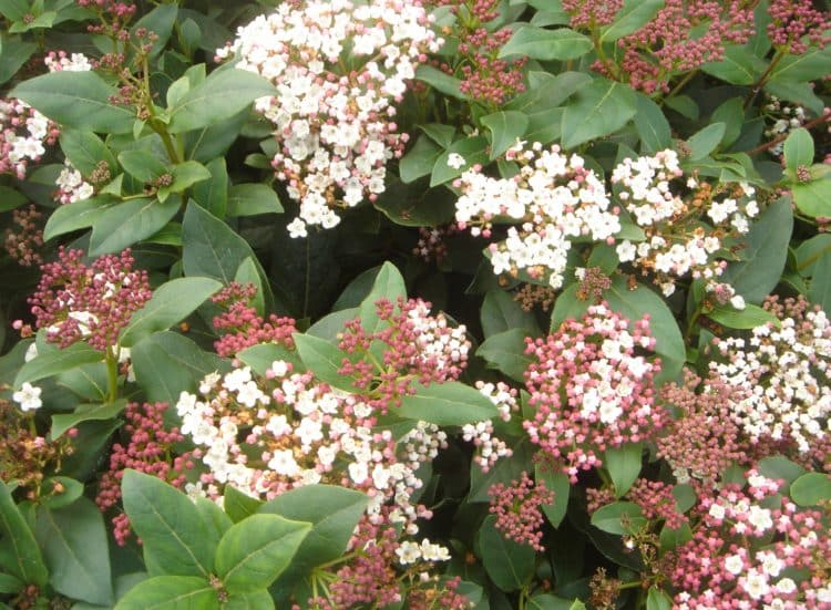 Buy Viburnum Tinus Hedge Plants Viburnum Tinus Eve Price Hedging