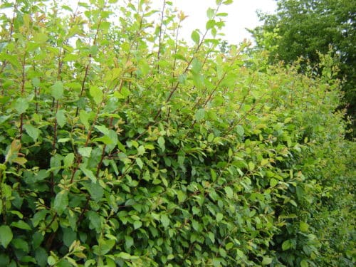 Foliage of established Blackthorn hedge Prunus spinosa
