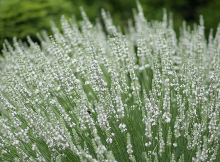 Lavender White Edeweiss Hedging Plants
