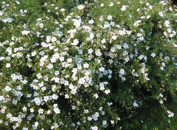 Informal flowering hedge of white potentilla Potentilla fruticosa Abbotswood