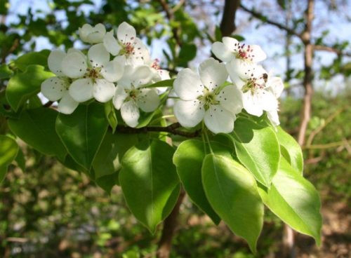 Wild Pear blossom in spring Pyrus communis