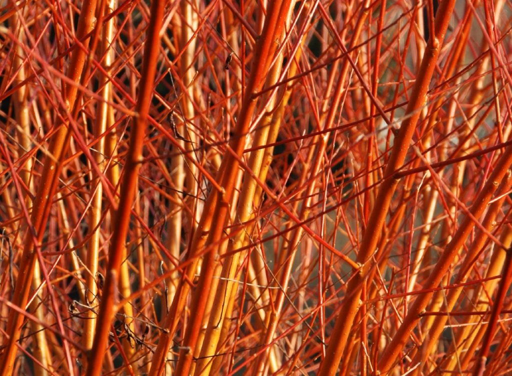Buy Willow Hedging Salix Trees & Hedge Plants Hopes Grove Nurseries