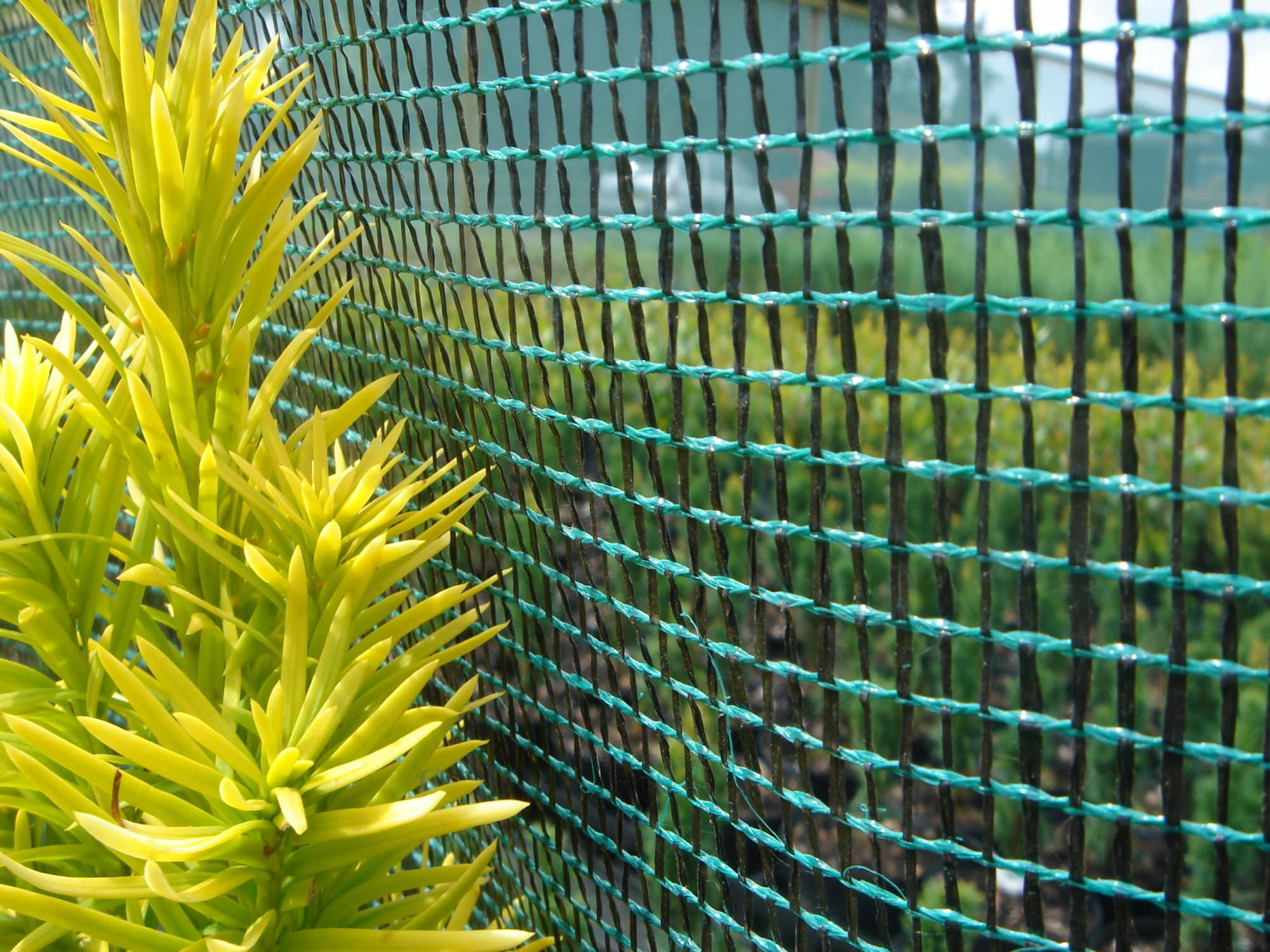 Buy Windbreak Netting Knitted Windbreak Mesh Hopes Grove Nurseries