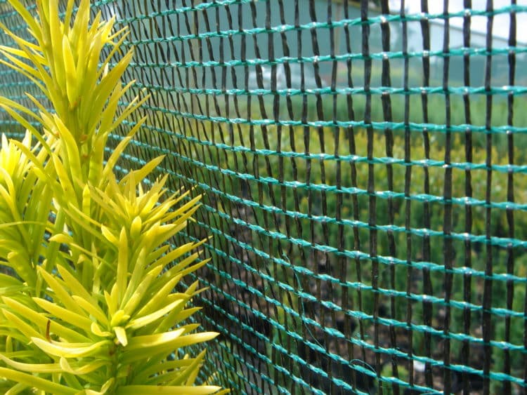 Buy Windbreak Netting Knitted Windbreak Mesh Hopes Grove Nurseries
