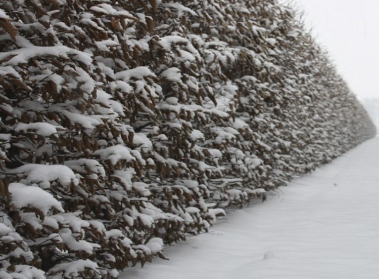 Hornbeam hedge in winter with snow on retained foliage Carpinus betulus