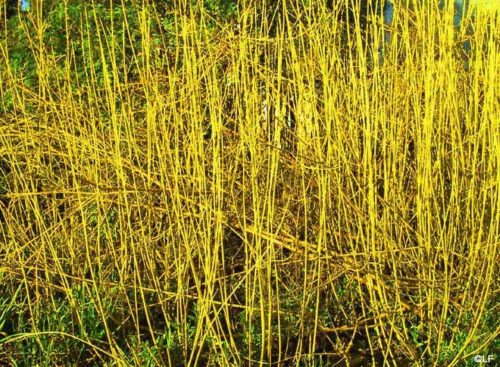 Yellow stem Dogwoos Cornus stolonifera Flaviramea