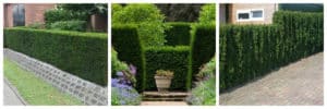 Rootball Yew hedging plants English Yew Irish Yew Taxus baccata