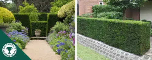 yew english hedging plants