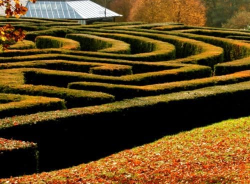 Hedge maze of English Yew Taxus baccata