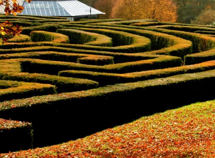 Hedge maze of English Yew Taxus baccata