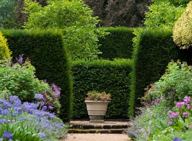 Tall internal garden compartment hedge of English Yew Taxus baccata