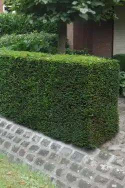 Yew English Potted Hedging 30-40cm 144-0in