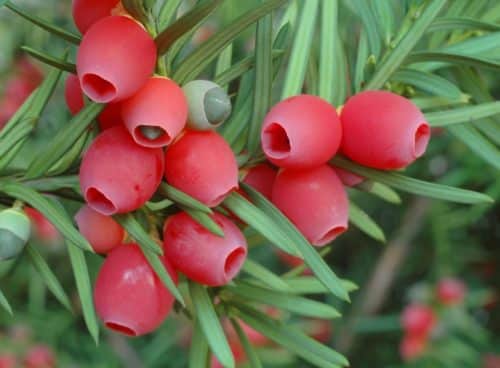 Close up detail of red fruits on Yew hedge Taxus baccata